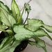 The Plant Farm® Houseplants Syngonium Silver Fox, 2" Plant