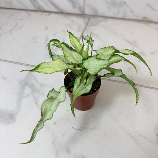 The Plant Farm® Houseplants Syngonium Silver Fox, 2" Plant