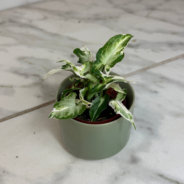 The Plant Farm® Houseplants Syngonium Starlite, 2" Plant