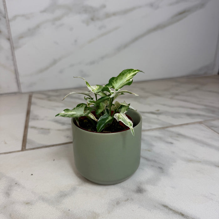 The Plant Farm® Houseplants Syngonium Starlite, 2" Plant