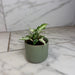 The Plant Farm® Houseplants Syngonium Starlite, 2" Plant