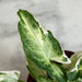 The Plant Farm® Houseplants Syngonium Starlite, 2" Plant