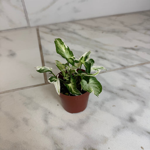 The Plant Farm® Houseplants Syngonium Starlite, 2" Plant