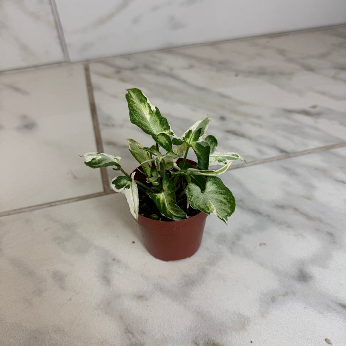 The Plant Farm® Houseplants Syngonium Starlite, 2" Plant