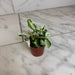The Plant Farm® Houseplants Syngonium Starlite, 2" Plant