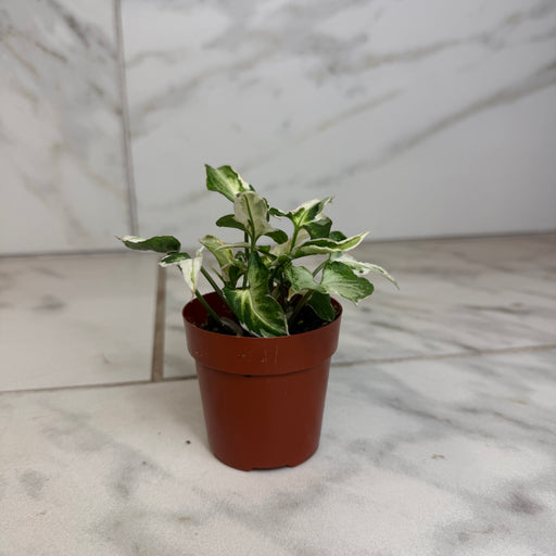 The Plant Farm® Houseplants Syngonium Starlite, 2" Plant