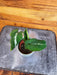 The Plant Farm® Houseplants Syngonium Wendlandii, 2" Plant