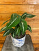 The Plant Farm® Houseplants Syngonium Wendlandii, 6" Plant