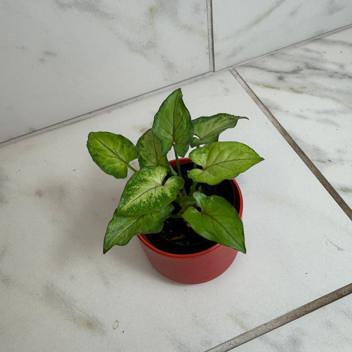 The Plant Farm® Houseplants Syngonium Yami Red Wine, 2" Plant