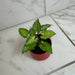 The Plant Farm® Houseplants Syngonium Yami Red Wine, 2" Plant