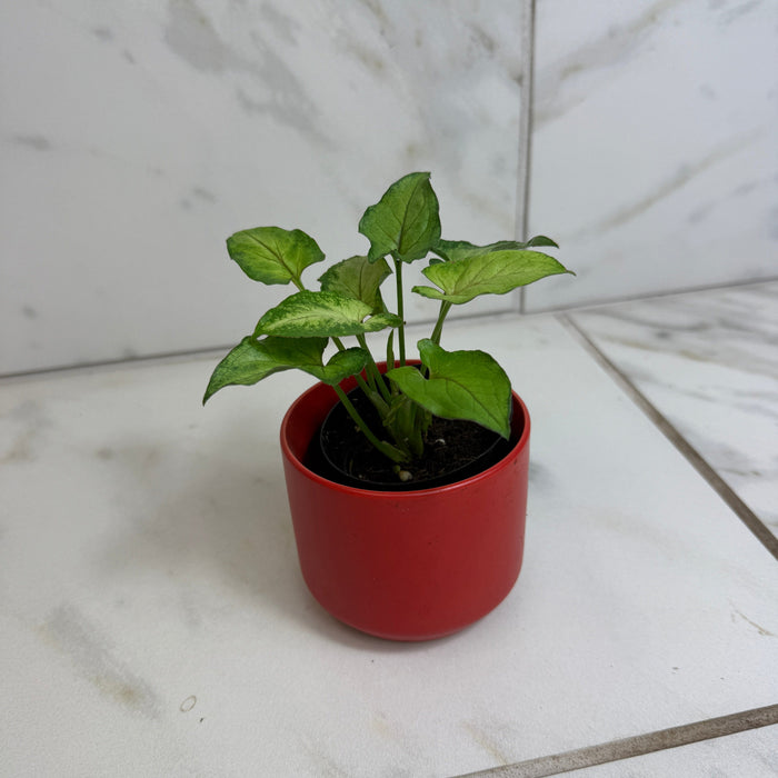 The Plant Farm® Houseplants Syngonium Yami Red Wine, 2" Plant