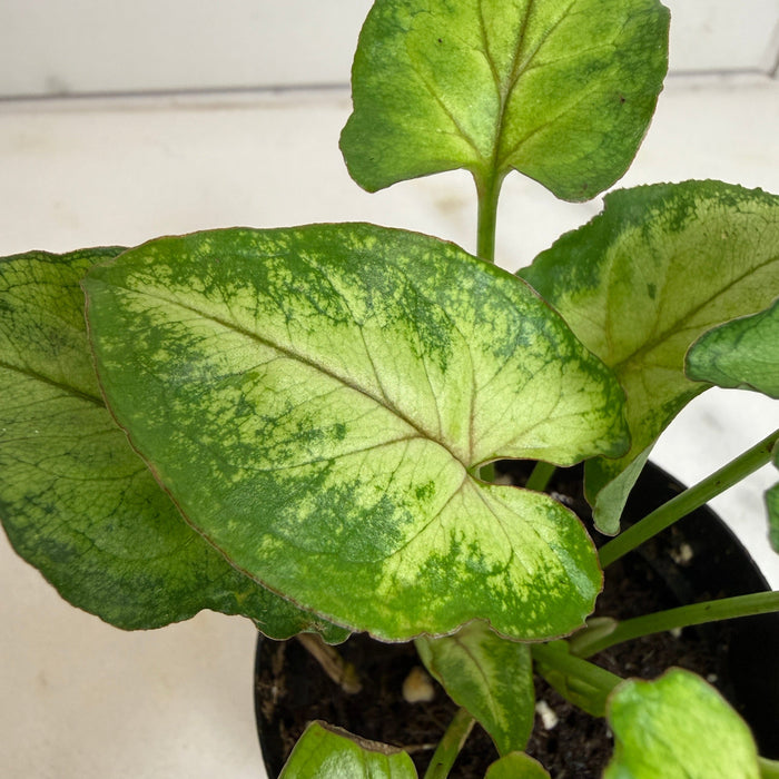 The Plant Farm® Houseplants Syngonium Yami Red Wine, 2" Plant