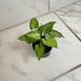 The Plant Farm® Houseplants Syngonium Yami Red Wine, 2" Plant