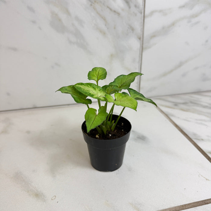 bunnings house plants Syngonium Yami Red Wine, 2" Plant