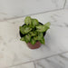 The Plant Farm® Houseplants Syngonium Yami Red Wine, 4" Plant