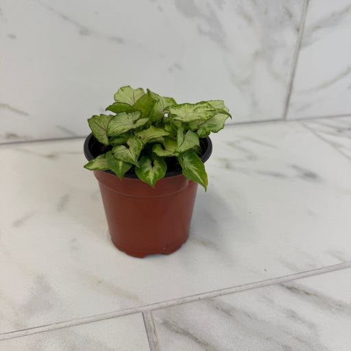 The Plant Farm® Houseplants Syngonium Yami Red Wine, 4" Plant