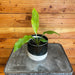 The Plant Farm® Houseplants Tacca Integrifolia White Bat