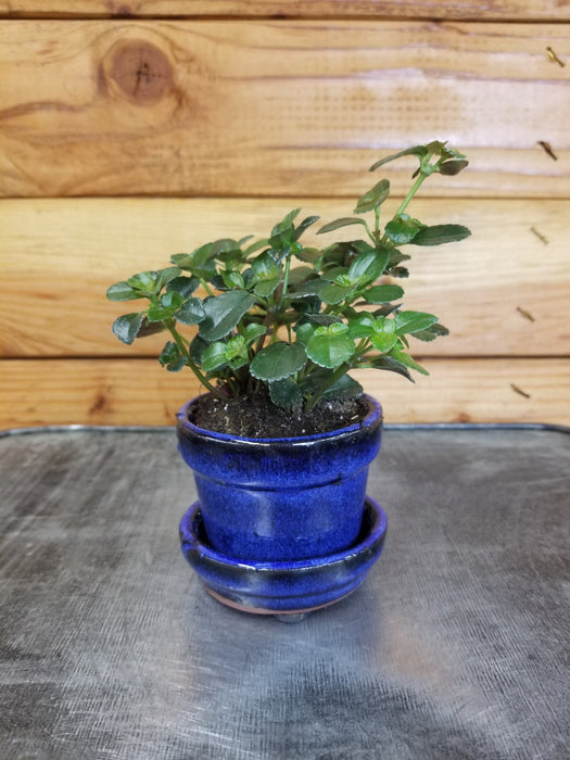 The Plant Farm® Houseplants Teacup Potted Plant - Pilea Espresso