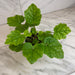 The Plant Farm® Houseplants Tolmiea Piggyback Plant, 4" Plant
