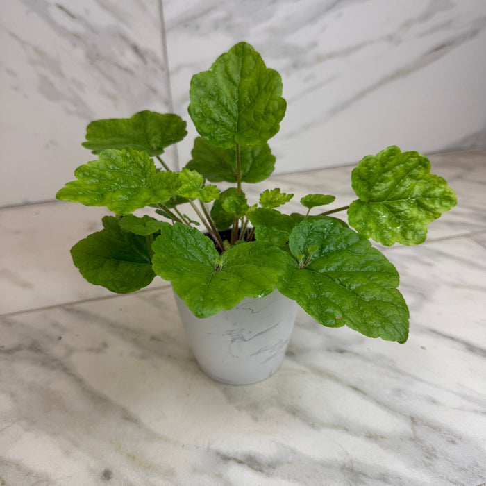 The Plant Farm® Houseplants Tolmiea Piggyback Plant, 4" Plant