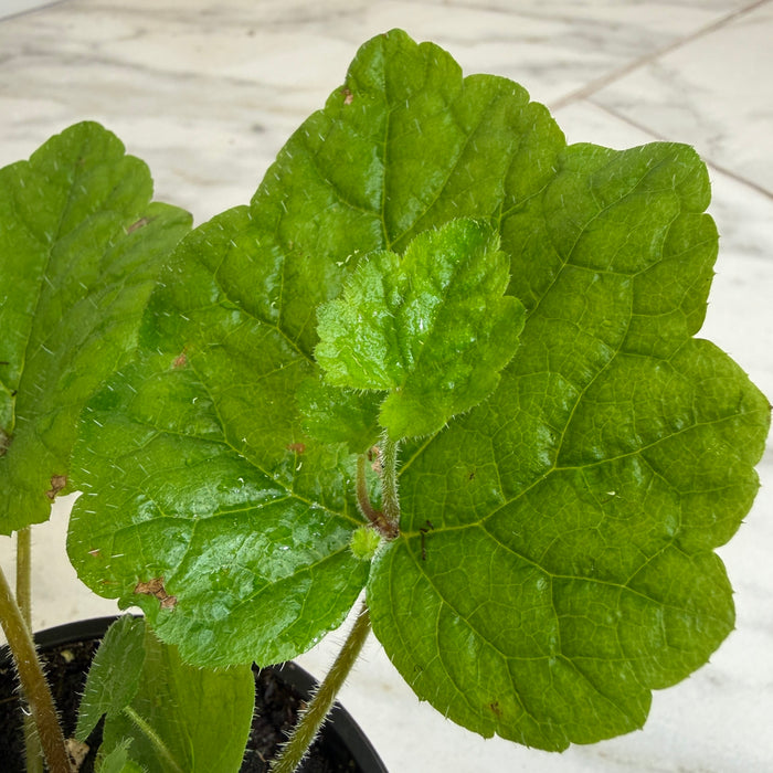 The Plant Farm® Houseplants Tolmiea Piggyback Plant, 4" Plant