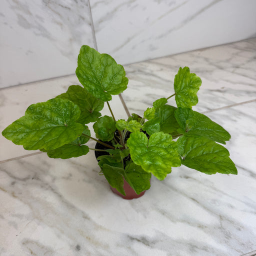 The Plant Farm® Houseplants Tolmiea Piggyback Plant, 4" Plant