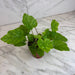 The Plant Farm® Houseplants Tolmiea Piggyback Plant, 4" Plant
