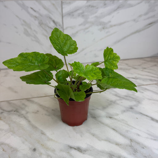 The Plant Farm® Houseplants Tolmiea Piggyback Plant, 4" Plant