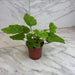 The Plant Farm® Houseplants Tolmiea Piggyback Plant, 4" Plant