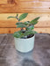 The Plant Farm® Houseplants Tradescantia Baby Bunny Bellies 2" Plant