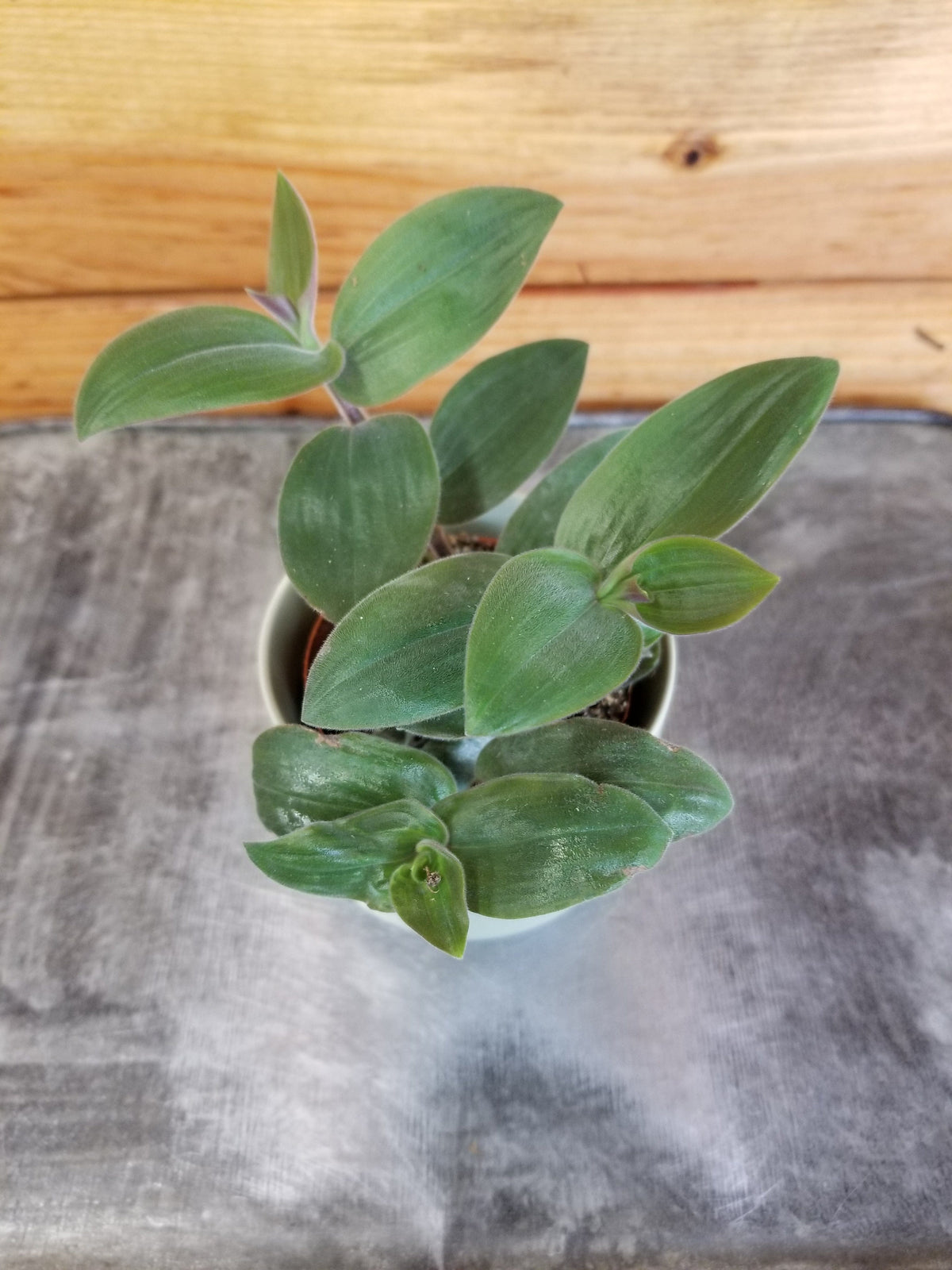 baby plants Tradescantia Baby Bunny Bellies 2