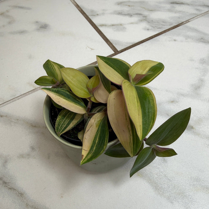 The Plant Farm® Houseplants Tradescantia Baby Bunny Bellies variegated 2" Plant