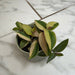 The Plant Farm® Houseplants Tradescantia Baby Bunny Bellies variegated 2" Plant