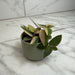 The Plant Farm® Houseplants Tradescantia Baby Bunny Bellies variegated 2" Plant