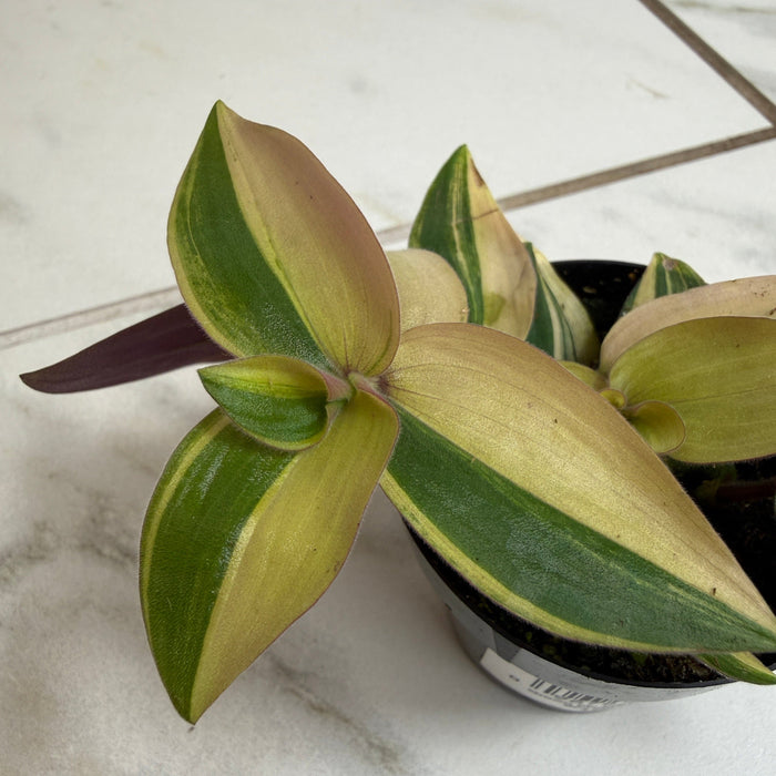 The Plant Farm® Houseplants Tradescantia Baby Bunny Bellies variegated 2" Plant
