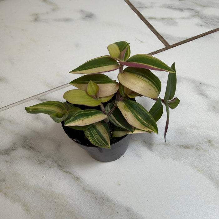 The Plant Farm® Houseplants Tradescantia Baby Bunny Bellies variegated 2" Plant