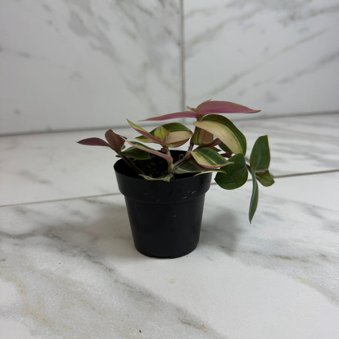 The Plant Farm® Houseplants Tradescantia Baby Bunny Bellies variegated 2" Plant
