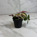 The Plant Farm® Houseplants Tradescantia Baby Bunny Bellies variegated 2" Plant