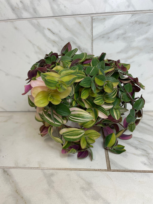 The Plant Farm® Houseplants Tradescantia Baby Bunny Bellies Variegated 6" Plant