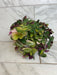 The Plant Farm® Houseplants Tradescantia Baby Bunny Bellies Variegated 6" Plant