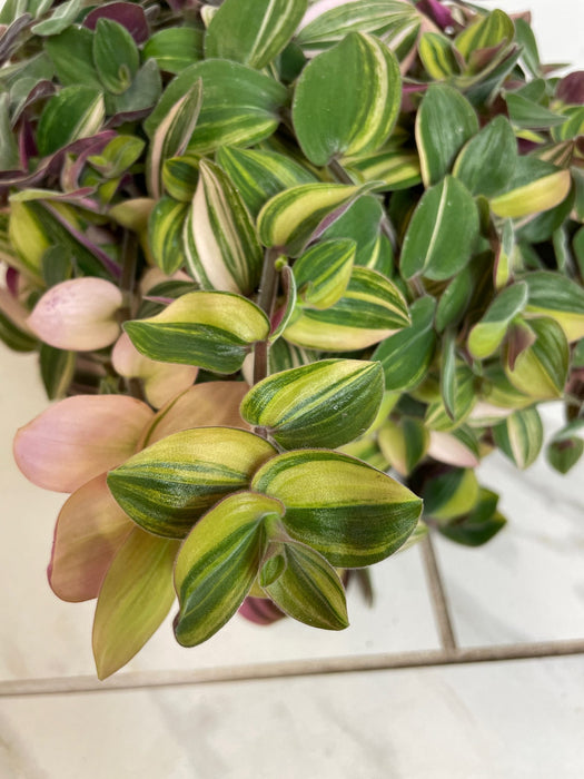 The Plant Farm® Houseplants Tradescantia Baby Bunny Bellies Variegated 6" Plant