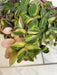 The Plant Farm® Houseplants Tradescantia Baby Bunny Bellies Variegated 6" Plant