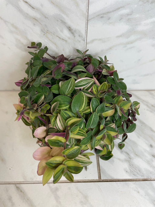 The Plant Farm® Houseplants Tradescantia Baby Bunny Bellies Variegated 6" Plant