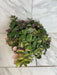 The Plant Farm® Houseplants Tradescantia Baby Bunny Bellies Variegated 6" Plant