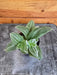 The Plant Farm® Houseplants Tradescantia fluminensis albovittata, 2" Plant