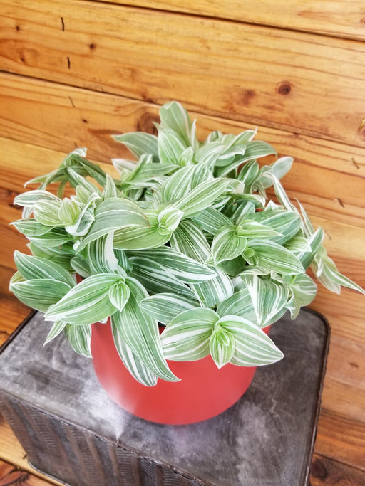 The Plant Farm® Houseplants Tradescantia fluminensis albovittata, 6" Plant