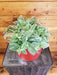 The Plant Farm® Houseplants Tradescantia fluminensis albovittata, 6" Plant