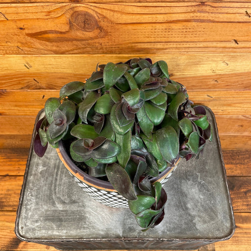 The Plant Farm® Houseplants Tradescantia Hijau Baru, 6" Plant