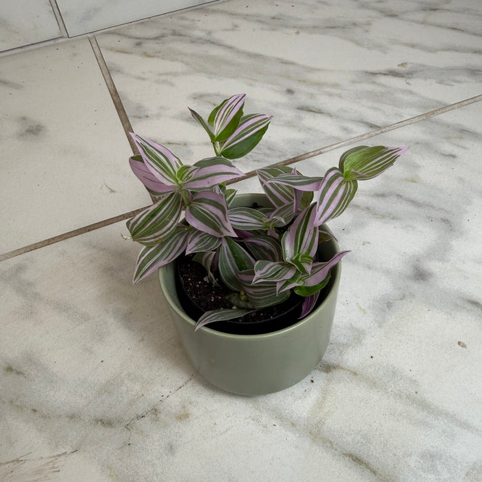 wandering jew house plant Tradescantia Lollipop, 2" Plant — The Plant Farm®