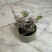 The Plant Farm® Houseplants Tradescantia Lollipop, 2" Plant